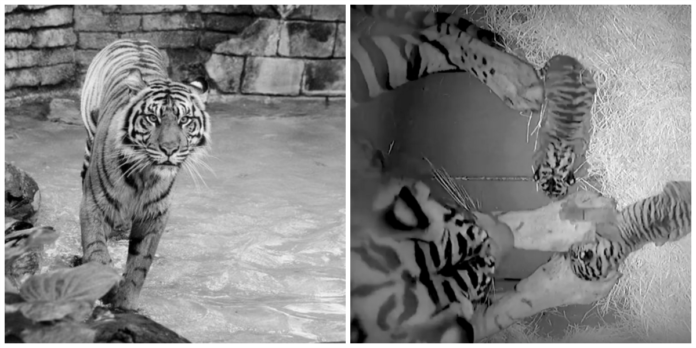 Adorable, Critically Endangered Tiger Cubs Born In Disney's Theme Park Break History