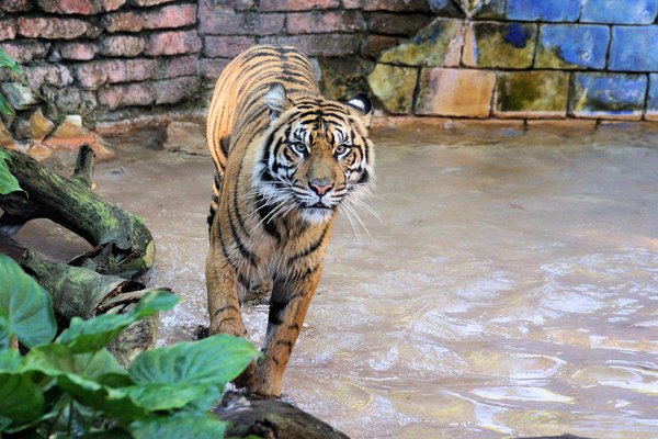 Adorable, Critically Endangered Tiger Cubs Born In Disney's Theme Park Break History