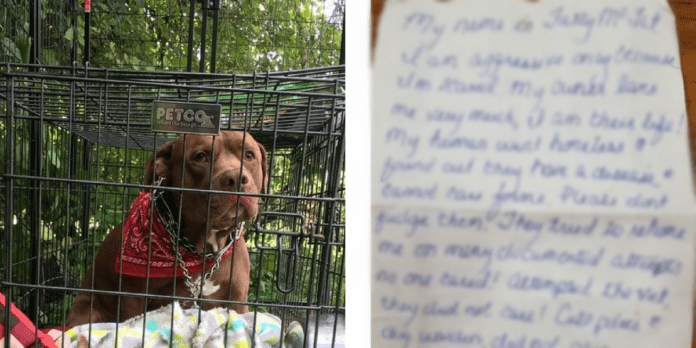 Dog Faces Challenges After Woman Leaves Him Outside Shelter With Heartbreaking Note