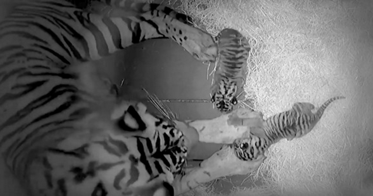 Adorable, Critically Endangered Tiger Cubs Born In Disney's Theme Park Break History