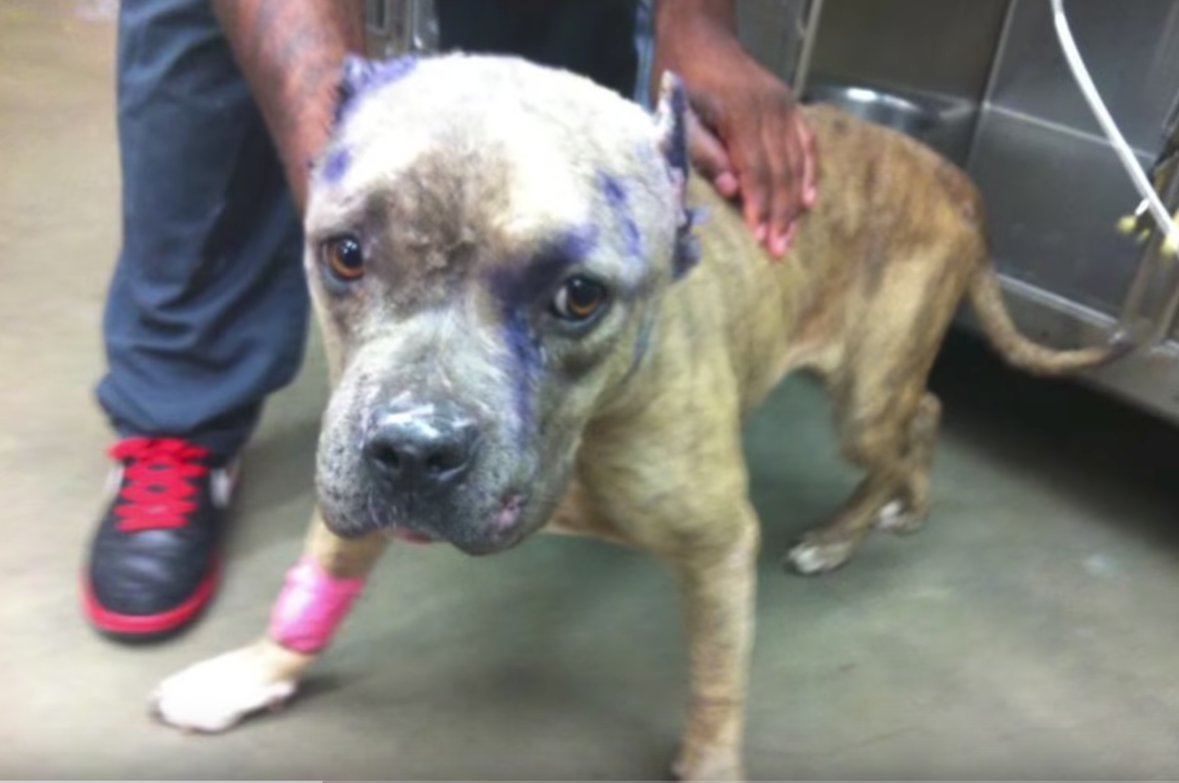 Pitbull Used As Bait Dog Makes Miraculous Recovery After Pitbull Used As Bait Dog Makes Miraculous Recovery After