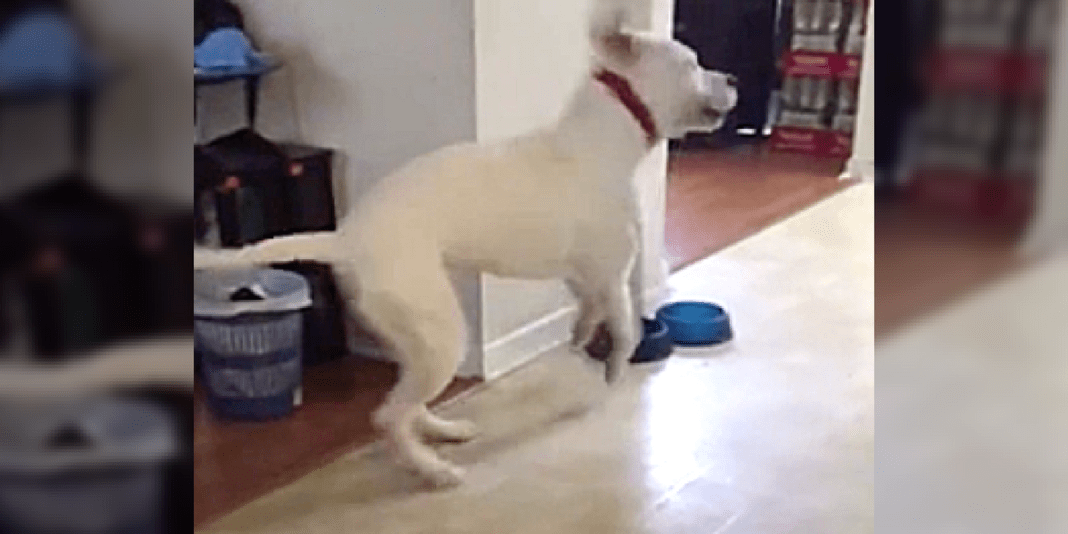 Dog Throwing Tantrum After Not Getting What He Wants Will Have You