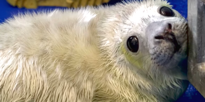 rescuers seal baby newborn cliff