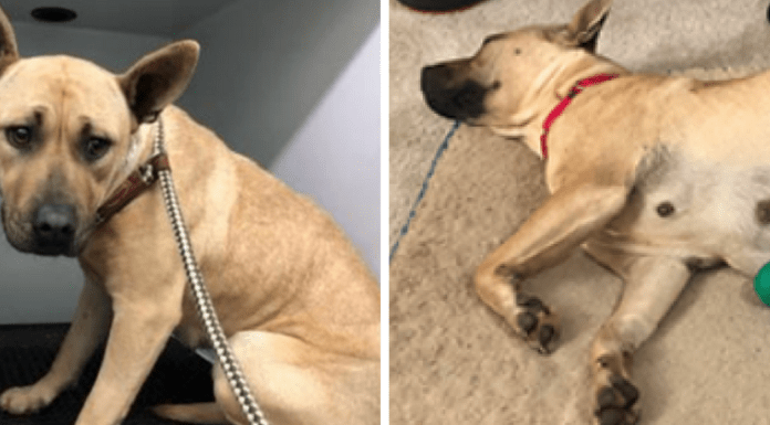 Man Saves Dog From Being Euthanized, He Had No Idea What Was About To Happen