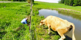 Man Helps Cow