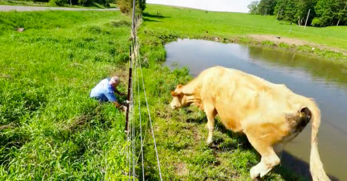 Man Helps Cow