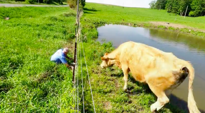 Mother Cow Asks Man for Help, You won’t Believe What For Man Helps Cow