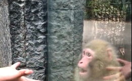 Monkey Reaction