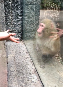 Monkey Reaction