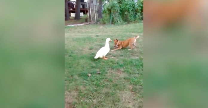 Dog Duck Relationship