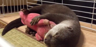 Otter Cuddles Stuffed Animal