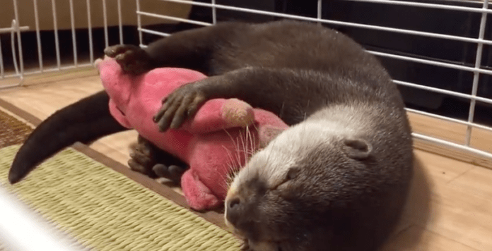 Otter Cuddles Stuffed Animal