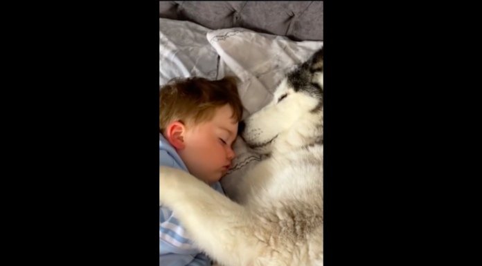 dog boy relationship