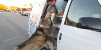 Dog eats ice cream.