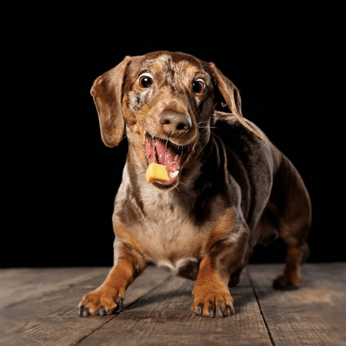 dog eating cheese