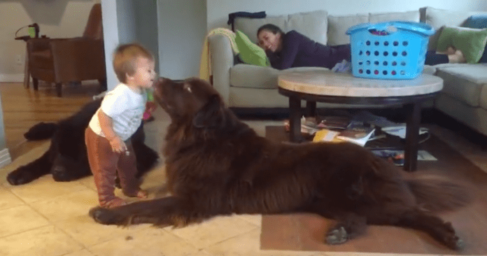 dog kisses toddler