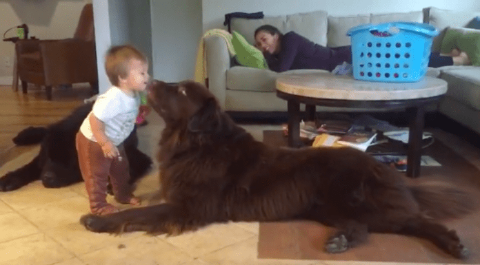 dog kisses toddler