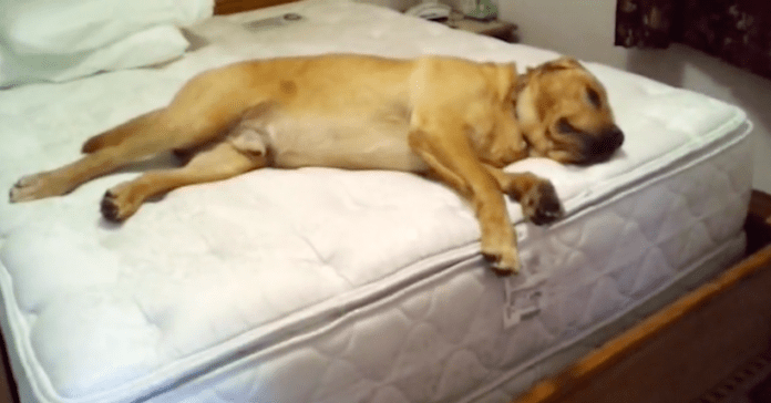 dog lay on bed