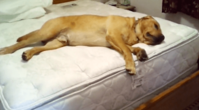 dog lay on bed