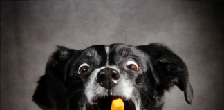 dog thrusting for cheese