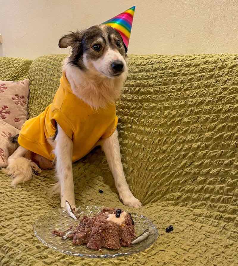 Party for Dog