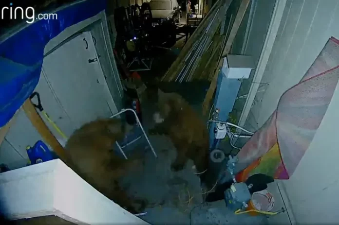 brawling bears