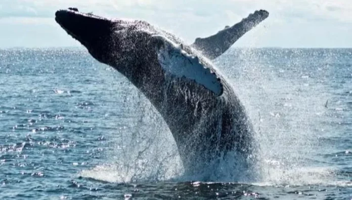 Humpback whale