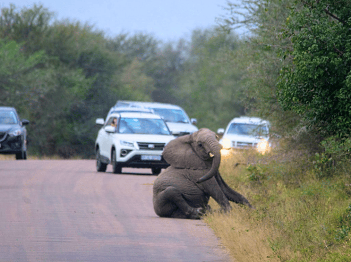 pregnant elephant in roadway