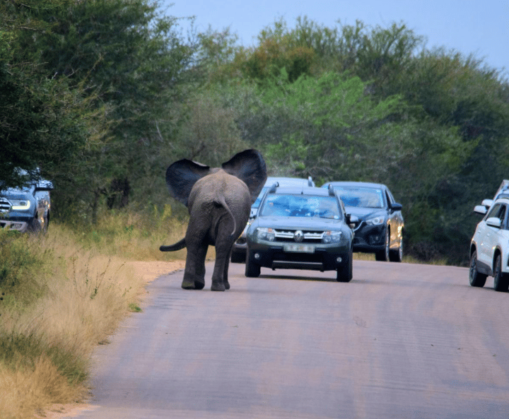 elephant charging at car