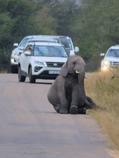 pregnant elephant sitting on road